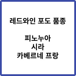 레드와인 포도 품종